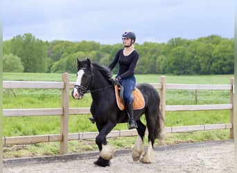 Gypsy Horse, Gelding, 4 years, 14.2 hh, Black