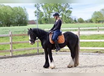 Gypsy Horse, Gelding, 4 years, 14.2 hh, Black