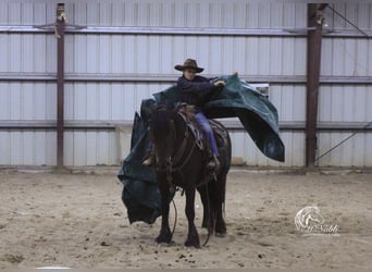 Gypsy Horse Mix, Gelding, 4 years, 14,2 hh, Black