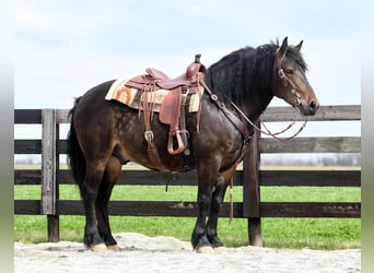 Gypsy Horse, Gelding, 4 years, 14.2 hh, Buckskin
