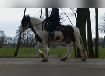 Gypsy Horse, Gelding, 4 years, 14.2 hh, Pinto