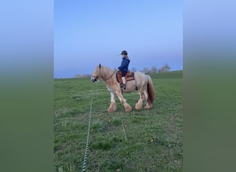 Gypsy Horse, Gelding, 4 years, 14.2 hh, Pinto