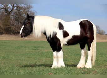Gypsy Horse, Gelding, 4 years, 14.2 hh, Pinto