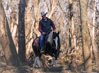 Gypsy Horse Mix, Gelding, 4 years, 14.2 hh, Pinto