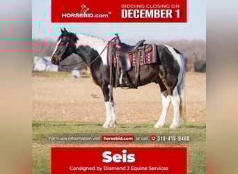 Gypsy Horse Mix, Gelding, 4 years, 14.2 hh, Pinto