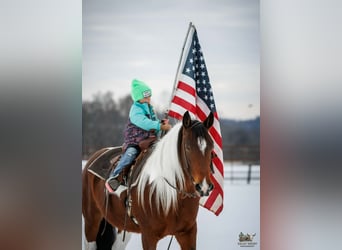 Gypsy Horse Mix, Gelding, 4 years, 14.3 hh, Bay