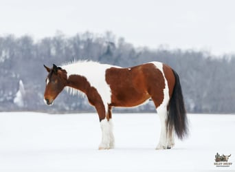 Gypsy Horse Mix, Gelding, 4 years, 14.3 hh, Bay