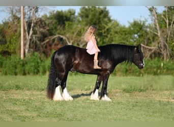 Gypsy Horse, Gelding, 4 years, 14.3 hh, Black