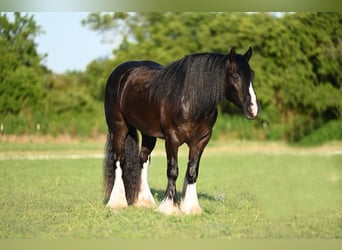 Gypsy Horse, Gelding, 4 years, 14.3 hh, Black