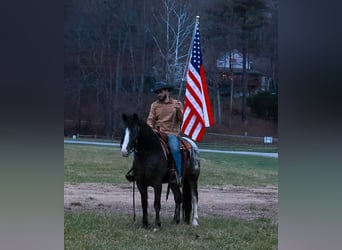 Gypsy Horse Mix, Gelding, 4 years, 14.3 hh, Black