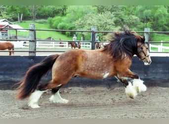 Gypsy Horse, Gelding, 4 years, 14.3 hh, Buckskin