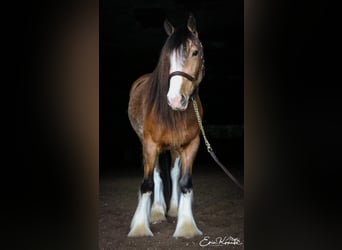 Gypsy Horse, Gelding, 4 years, 14.3 hh, Buckskin
