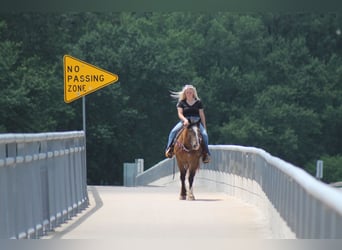 Gypsy Horse Mix, Gelding, 4 years, 14.3 hh, Buckskin