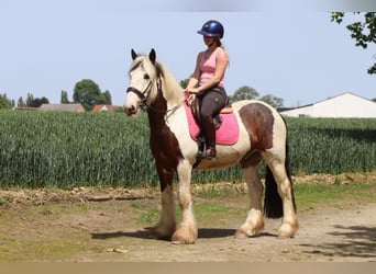 Gypsy Horse, Gelding, 4 years, 14.3 hh, Pinto