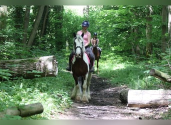 Gypsy Horse, Gelding, 4 years, 14.3 hh, Pinto