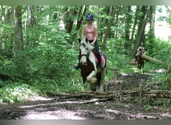 Gypsy Horse, Gelding, 4 years, 14.3 hh, Pinto