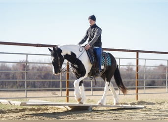 Gypsy Horse Mix, Gelding, 4 years, 14.3 hh, Pinto