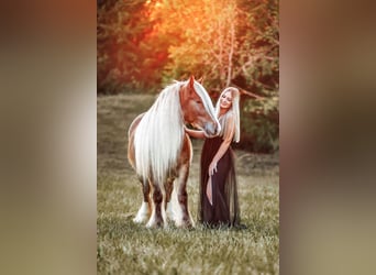 Gypsy Horse, Gelding, 4 years, 14 hh, Bay