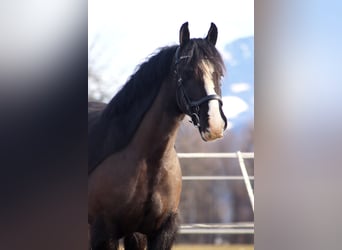 Gypsy Horse, Gelding, 4 years, 14 hh, Black