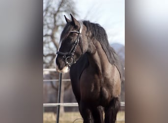 Gypsy Horse, Gelding, 4 years, 14 hh, Black