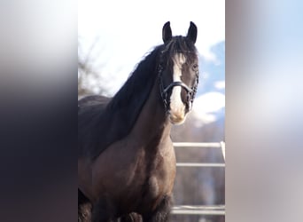 Gypsy Horse, Gelding, 4 years, 14 hh, Black