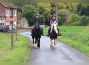 Gypsy Horse, Gelding, 4 years, 14 hh, Black