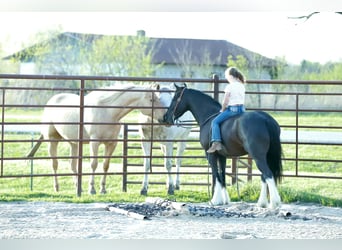 Gypsy Horse Mix, Gelding, 4 years, 14 hh, Black