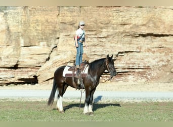 Gypsy Horse Mix, Gelding, 4 years, 14 hh, Black