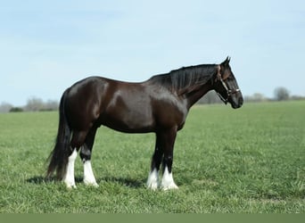 Gypsy Horse Mix, Gelding, 4 years, 14 hh, Black