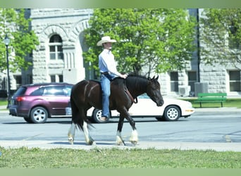 Gypsy Horse Mix, Gelding, 4 years, 14 hh, Black