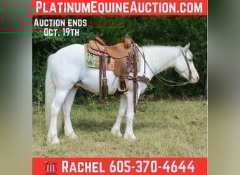 Gypsy Horse, Gelding, 4 years, 14 hh, Grey-Fleabitten