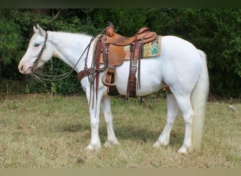 Gypsy Horse, Gelding, 4 years, 14 hh, Grey-Fleabitten