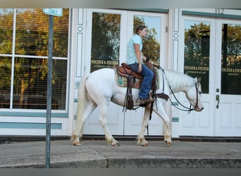 Gypsy Horse, Gelding, 4 years, 14 hh, Grey-Fleabitten
