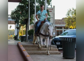 Gypsy Horse, Gelding, 4 years, 14 hh, Grey-Fleabitten