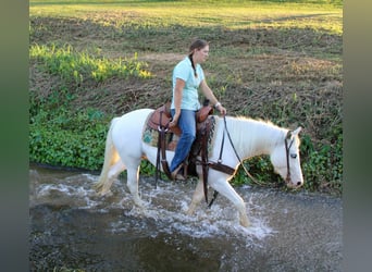 Gypsy Horse, Gelding, 4 years, 14 hh, Grey-Fleabitten