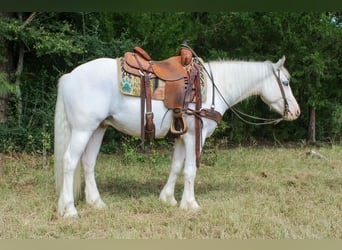Gypsy Horse, Gelding, 4 years, 14 hh, Grey-Fleabitten