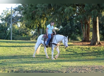 Gypsy Horse, Gelding, 4 years, 14 hh, Grey-Fleabitten
