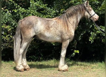 Gypsy Horse, Gelding, 4 years, 14 hh