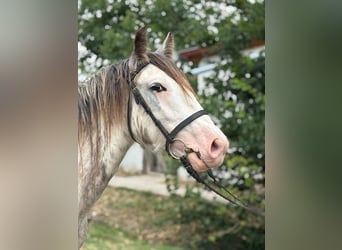 Gypsy Horse, Gelding, 4 years, 14 hh