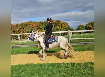 Gypsy Horse, Gelding, 4 years, 14 hh, Pinto