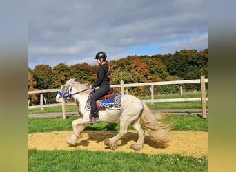 Gypsy Horse, Gelding, 4 years, 14 hh, Pinto