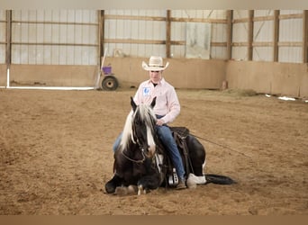 Gypsy Horse Mix, Gelding, 4 years, 14 hh, Pinto