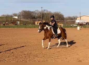 Gypsy Horse Mix, Gelding, 4 years, 14 hh, Pinto