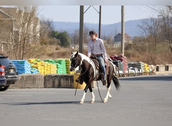 Gypsy Horse Mix, Gelding, 4 years, 14 hh, Pinto
