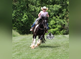 Gypsy Horse, Gelding, 4 years, 14 hh, Tobiano-all-colors