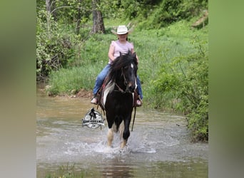Gypsy Horse, Gelding, 4 years, 14 hh, Tobiano-all-colors