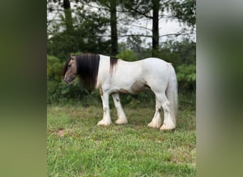 Gypsy Horse, Gelding, 4 years, 14 hh, Tobiano-all-colors