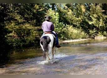 Gypsy Horse, Gelding, 4 years, 14 hh, Tobiano-all-colors