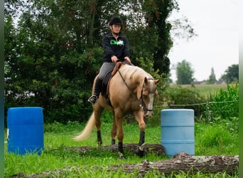 Gypsy Horse, Gelding, 4 years, 14 hh