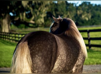 Gypsy Horse, Gelding, 4 years, 14 hh